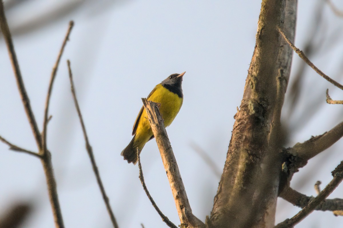 Mourning Warbler - Zach Kemp