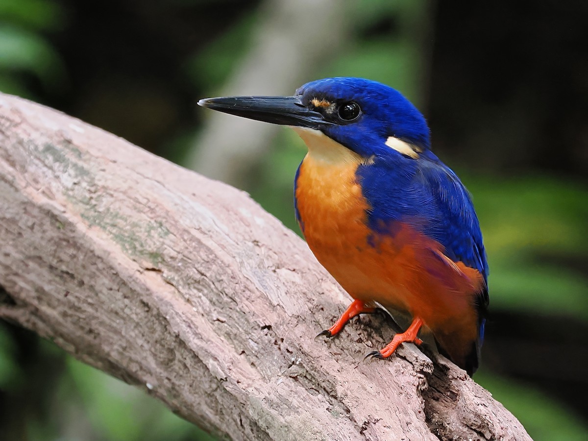 Azure Kingfisher - Len and Chris Ezzy