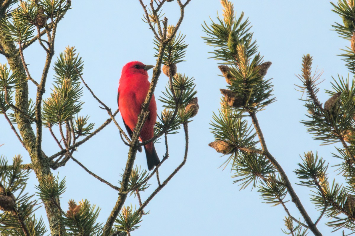 Scarlet Tanager - Zach Kemp