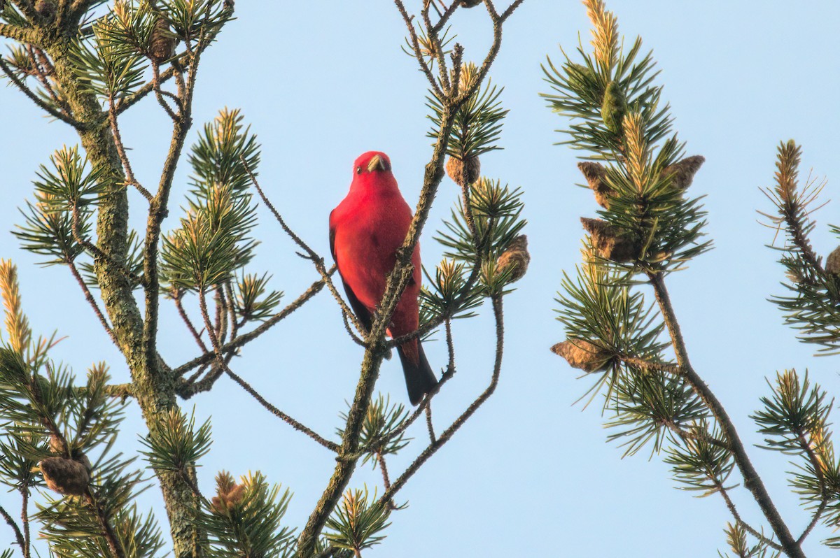 Scarlet Tanager - Zach Kemp