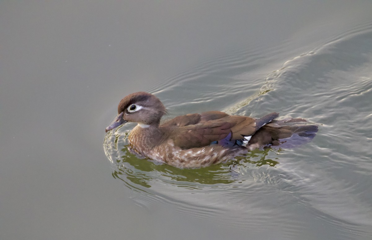 Wood Duck - Roman Rutishauser