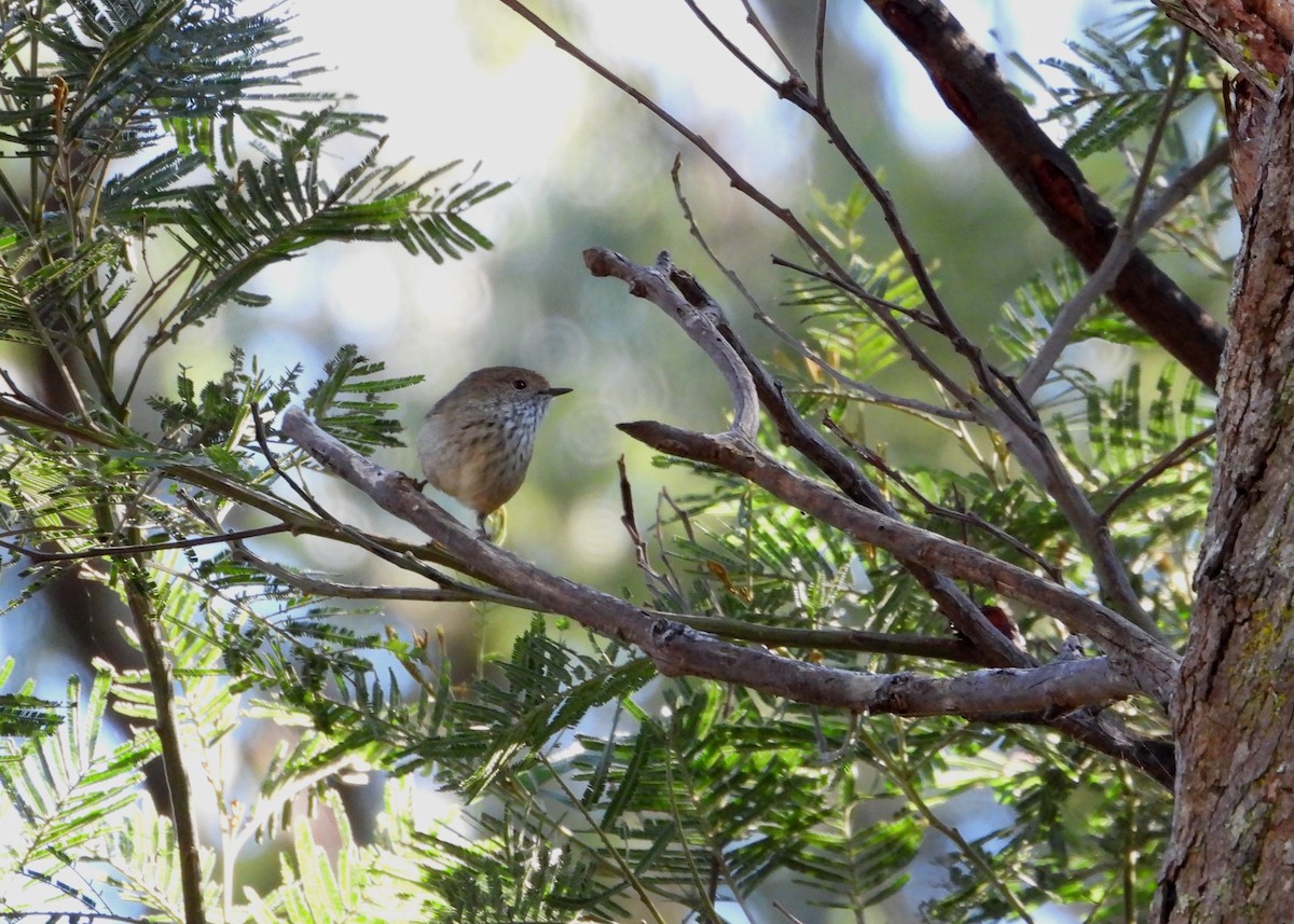 Brown Thornbill - Joanne Thompson