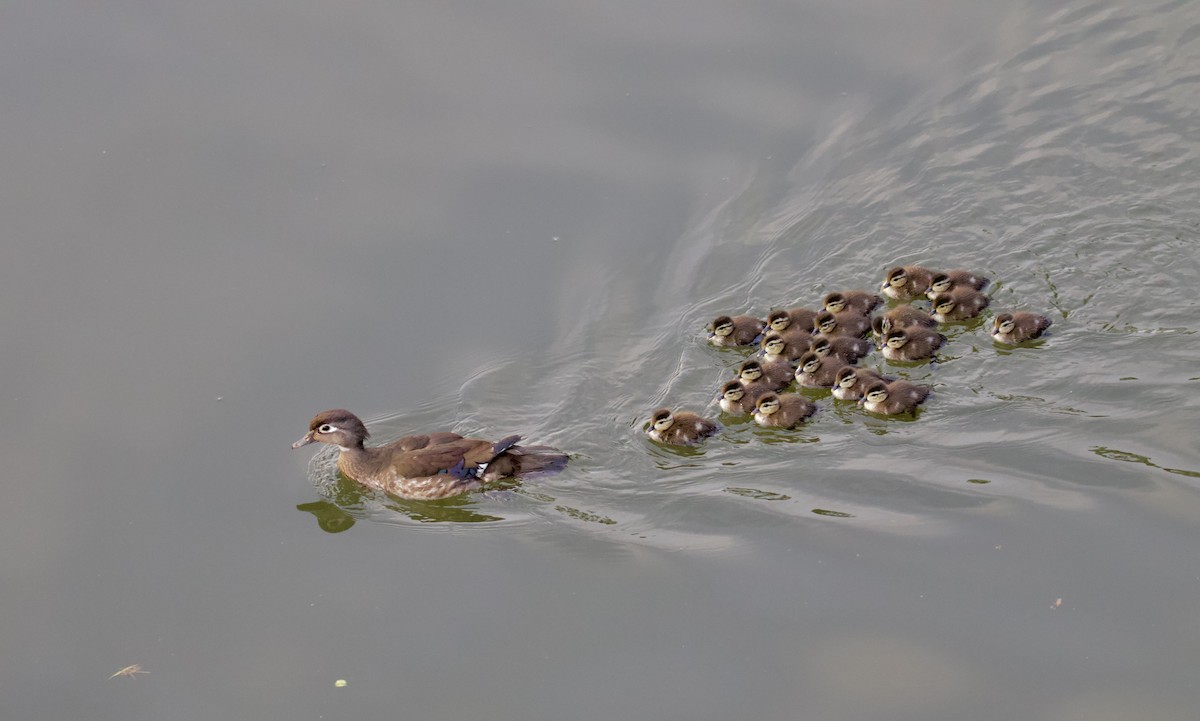 Wood Duck - ML619665553