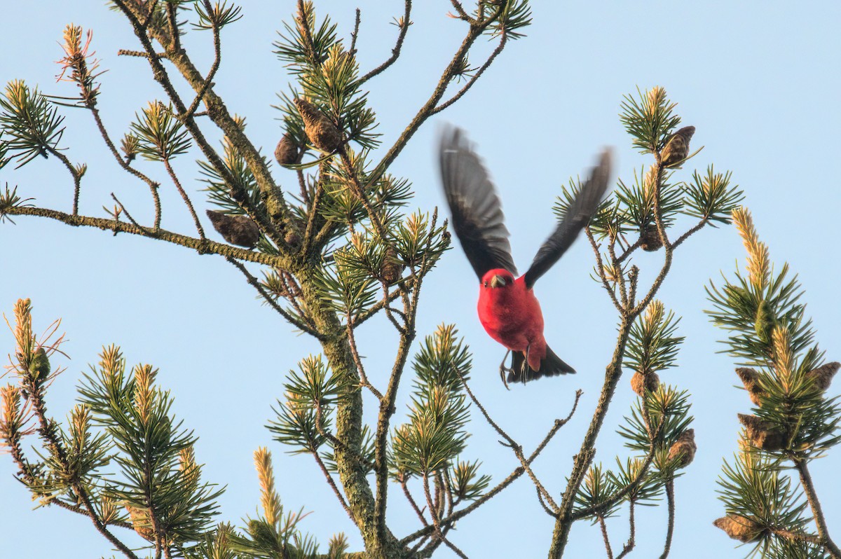 Scarlet Tanager - Zach Kemp