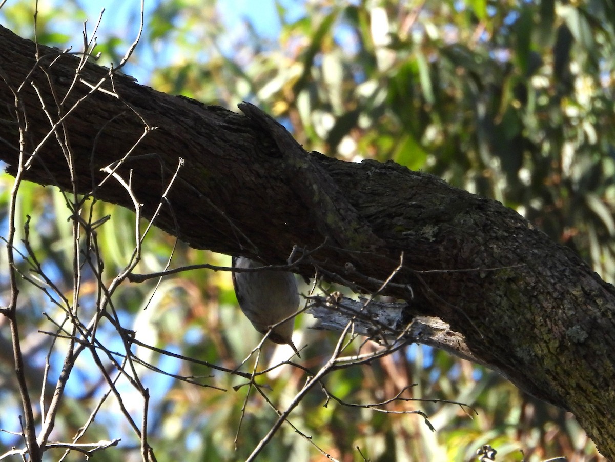 Varied Sittella - Joanne Thompson