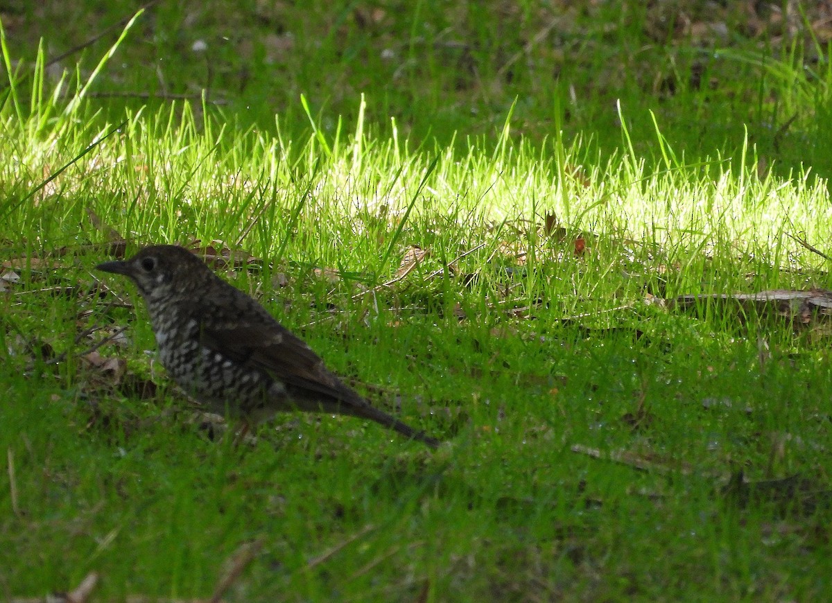 Bassian Thrush - ML619665560