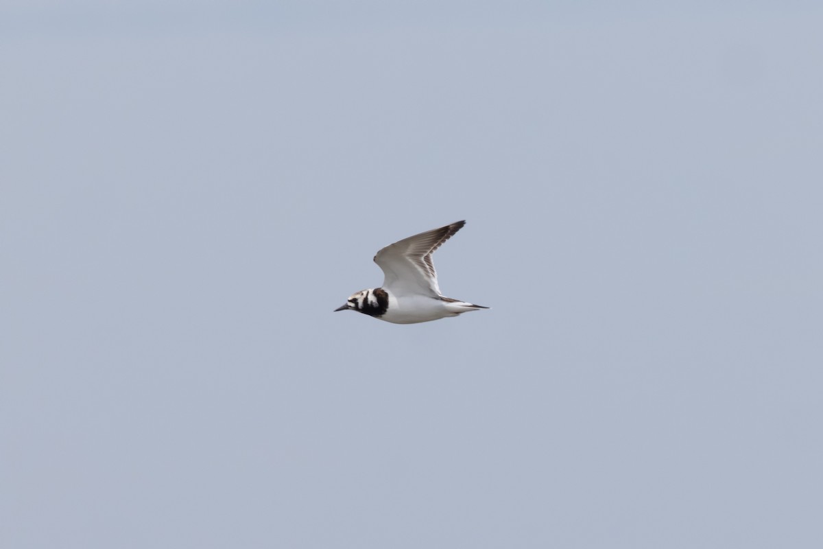 Ruddy Turnstone - Kees de Mooy