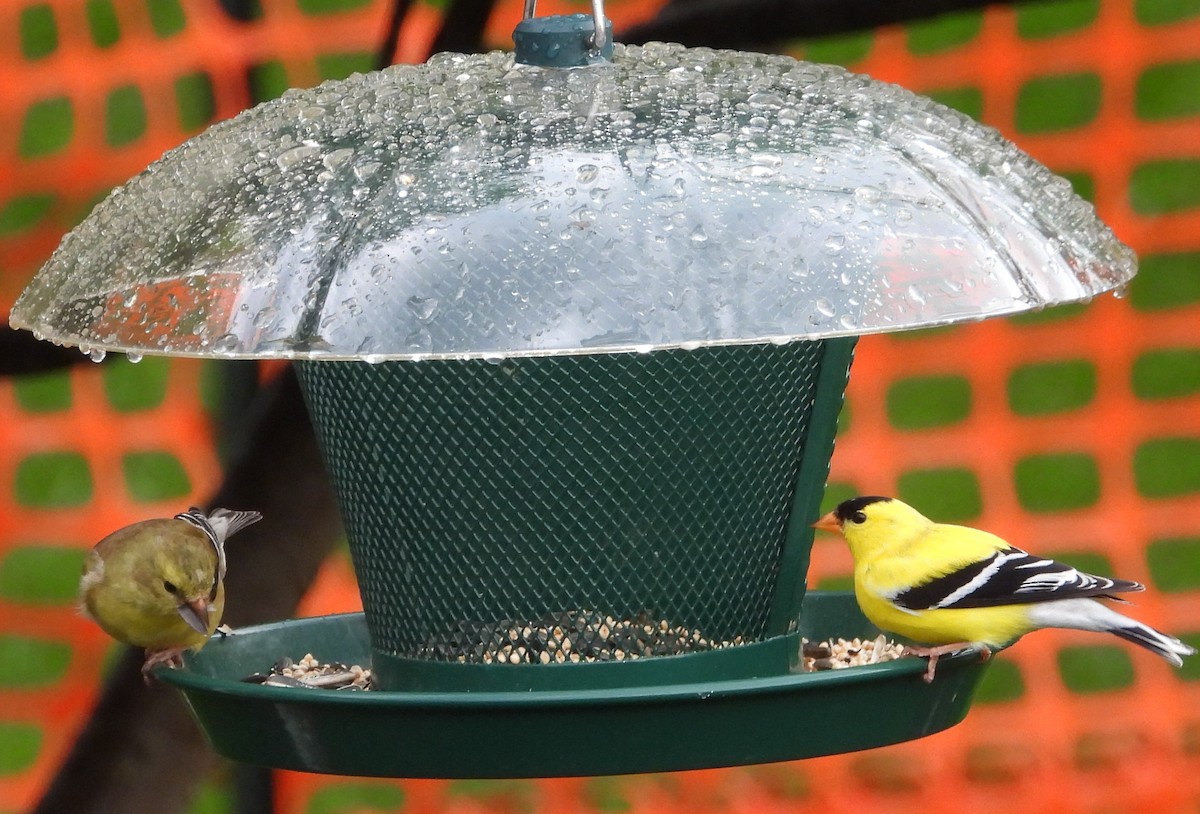 American Goldfinch - Chantal Côté