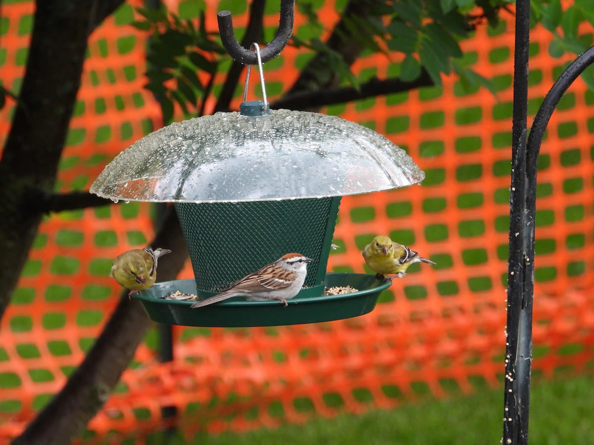 American Goldfinch - Chantal Côté