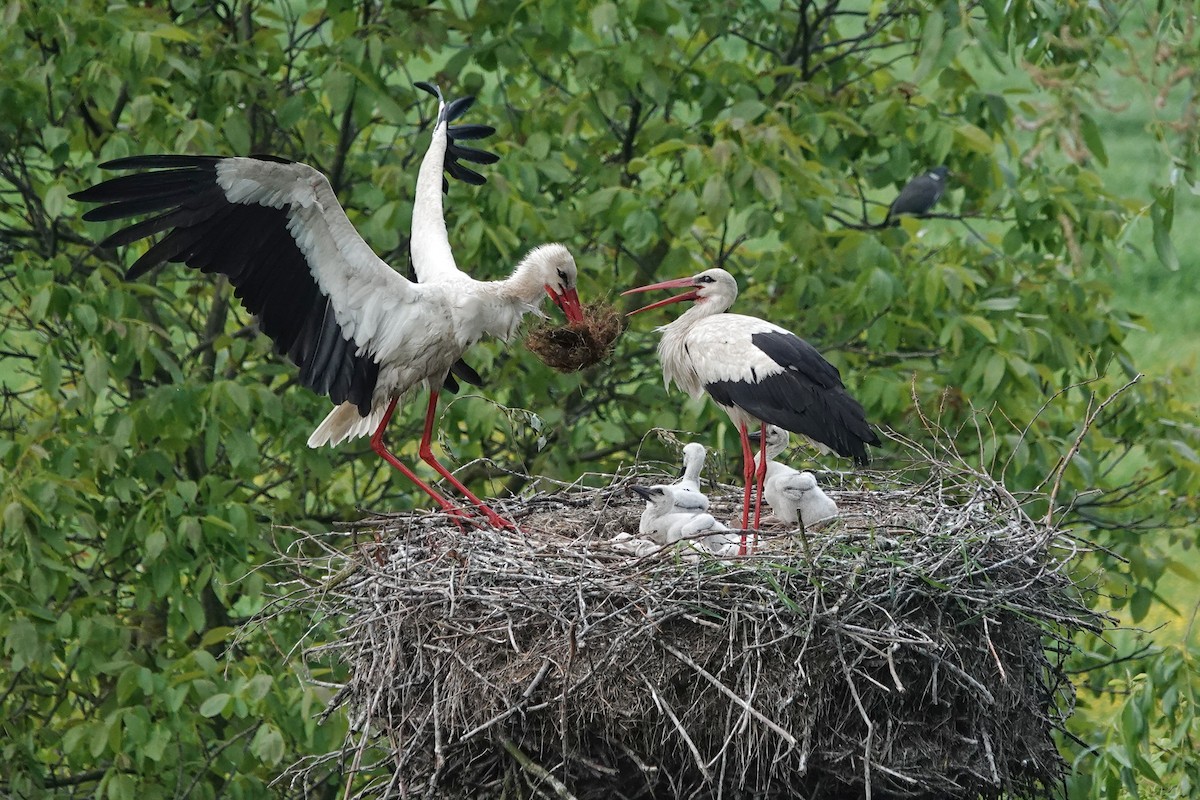 White Stork - Thomas Gibson