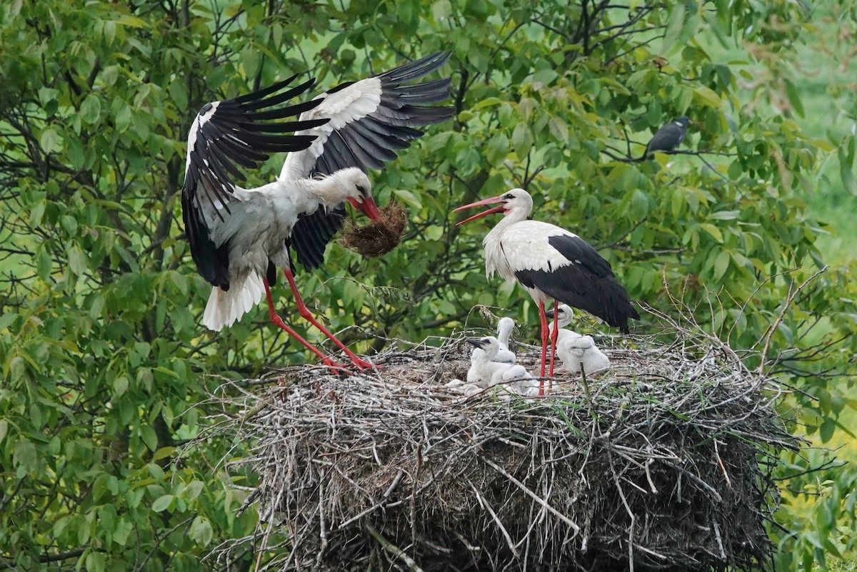 White Stork - Thomas Gibson