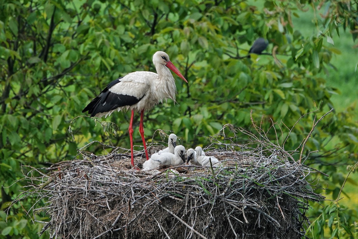 White Stork - Thomas Gibson