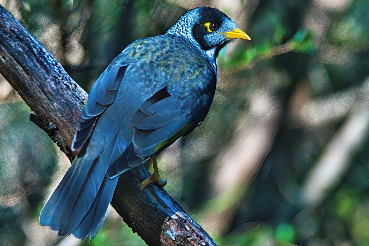 Noisy Miner - Alfons  Lawen