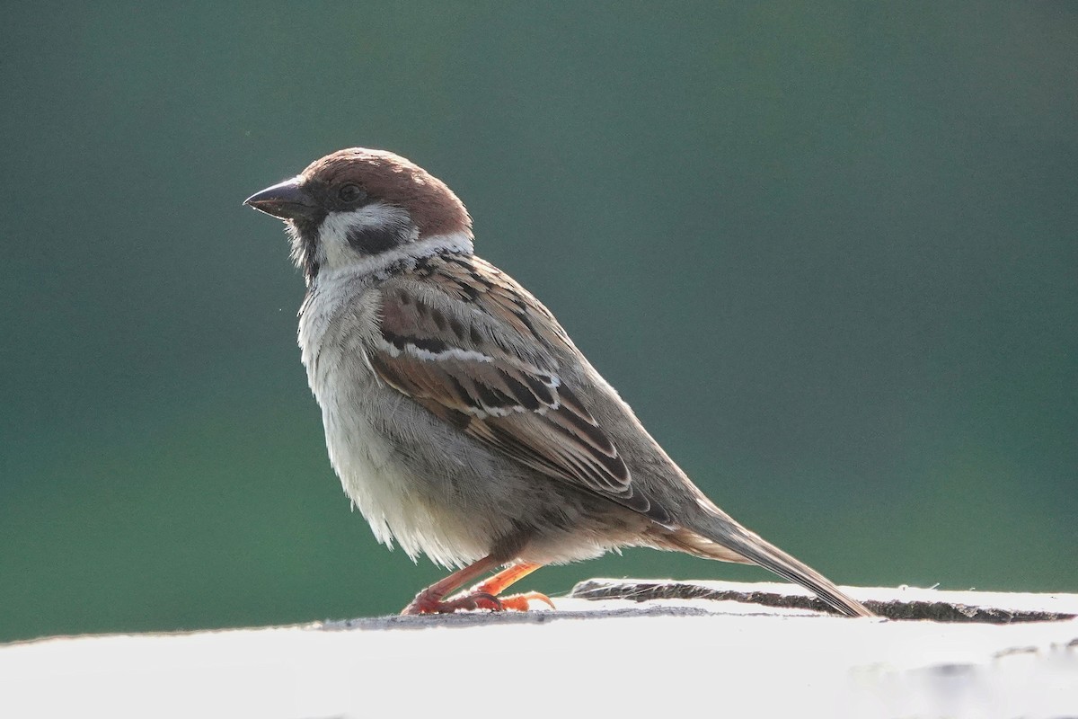 Eurasian Tree Sparrow - Thomas Gibson