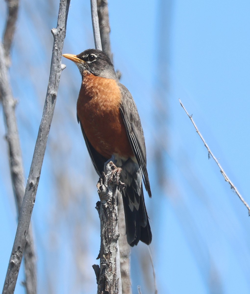 American Robin - Jim Parker