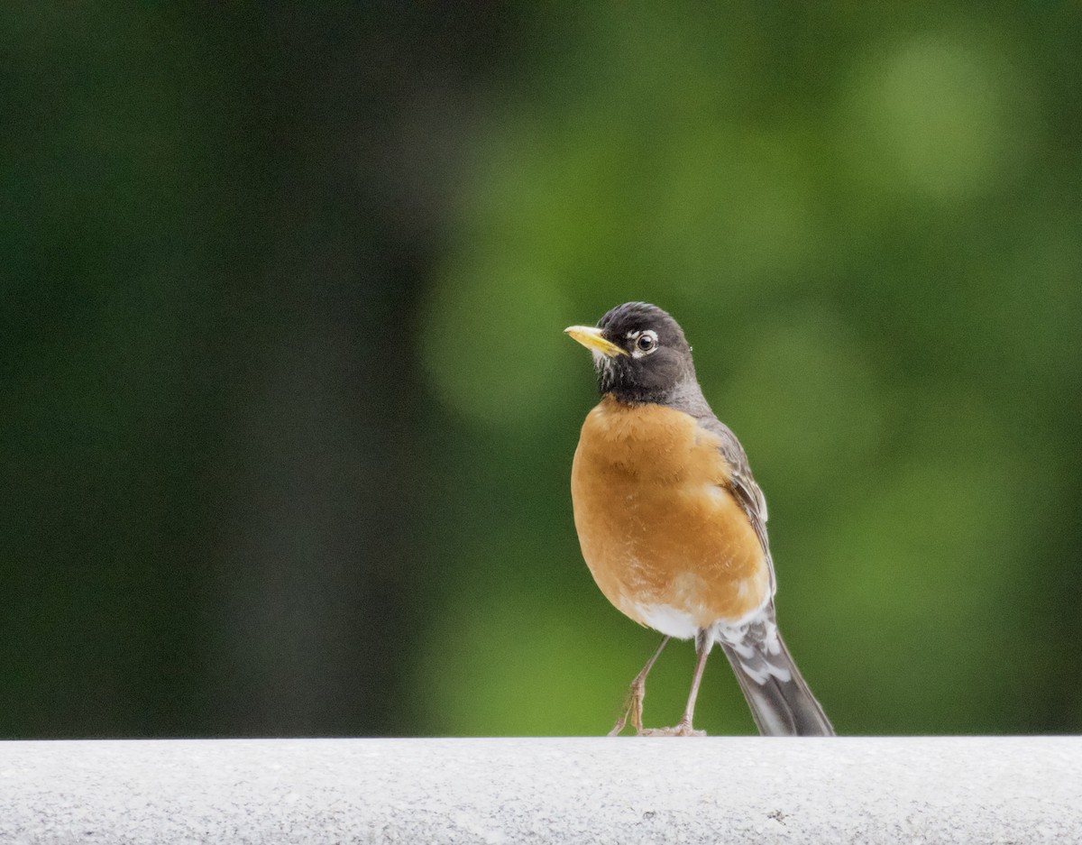 American Robin - Roman Rutishauser