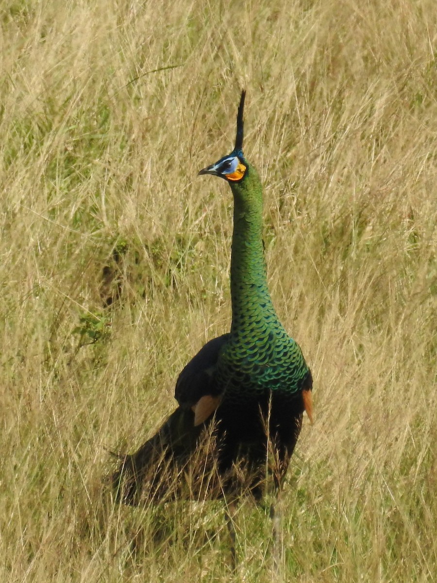 Green Peafowl - Dirk Tomsa