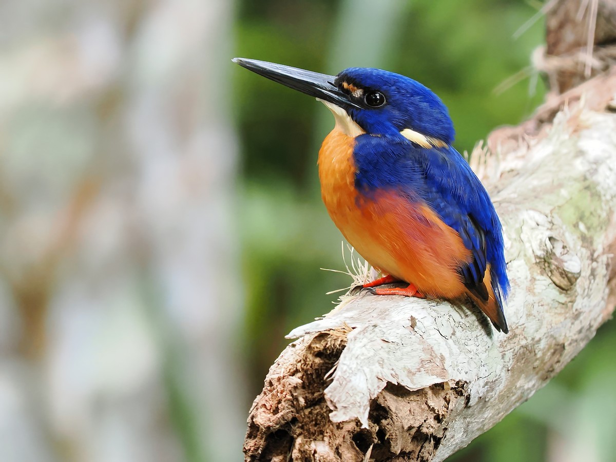 Azure Kingfisher - Len and Chris Ezzy