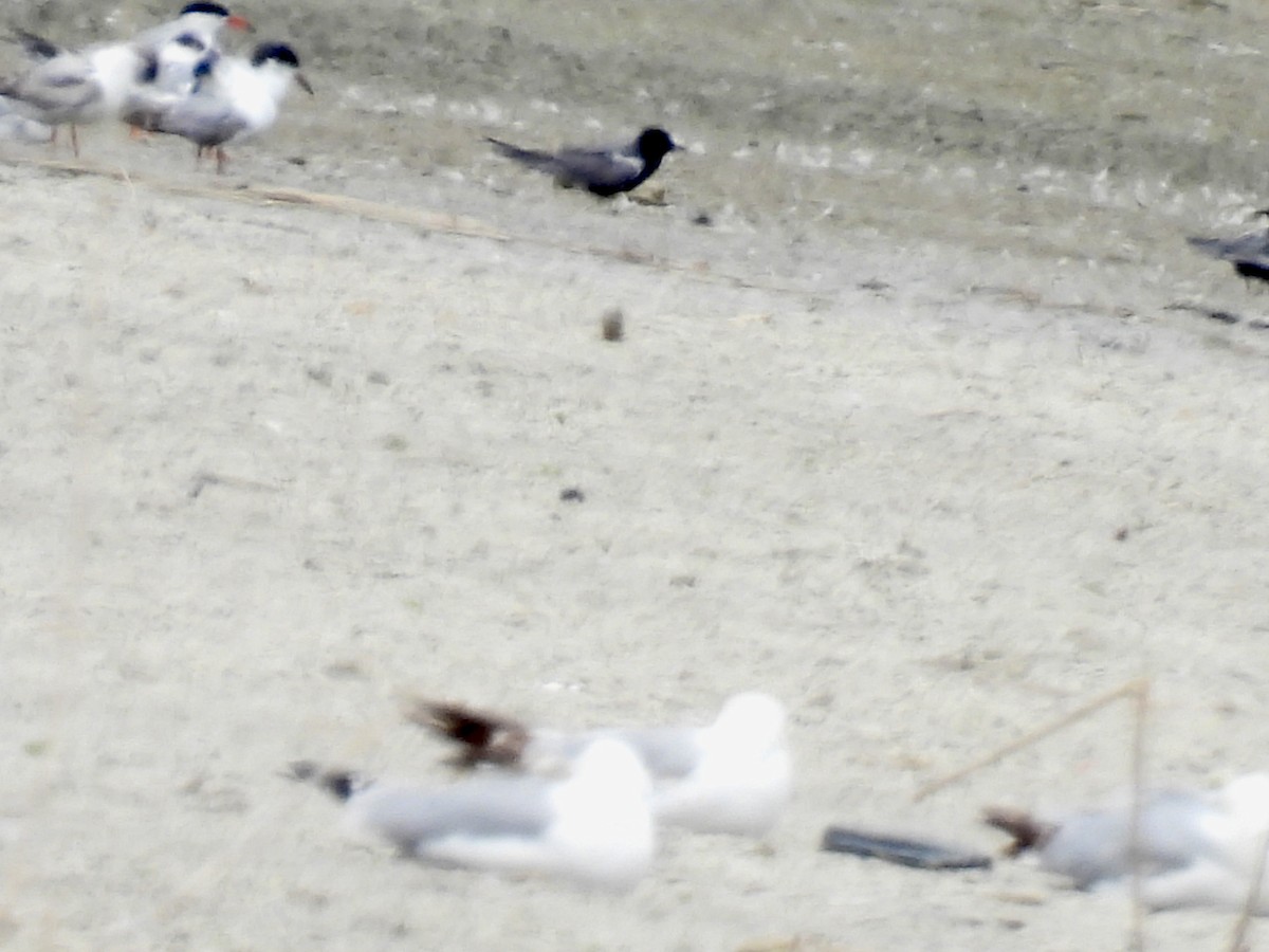 Black Tern - Bonnie Penet