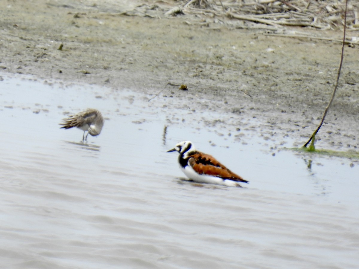 Ruddy Turnstone - ML619665597