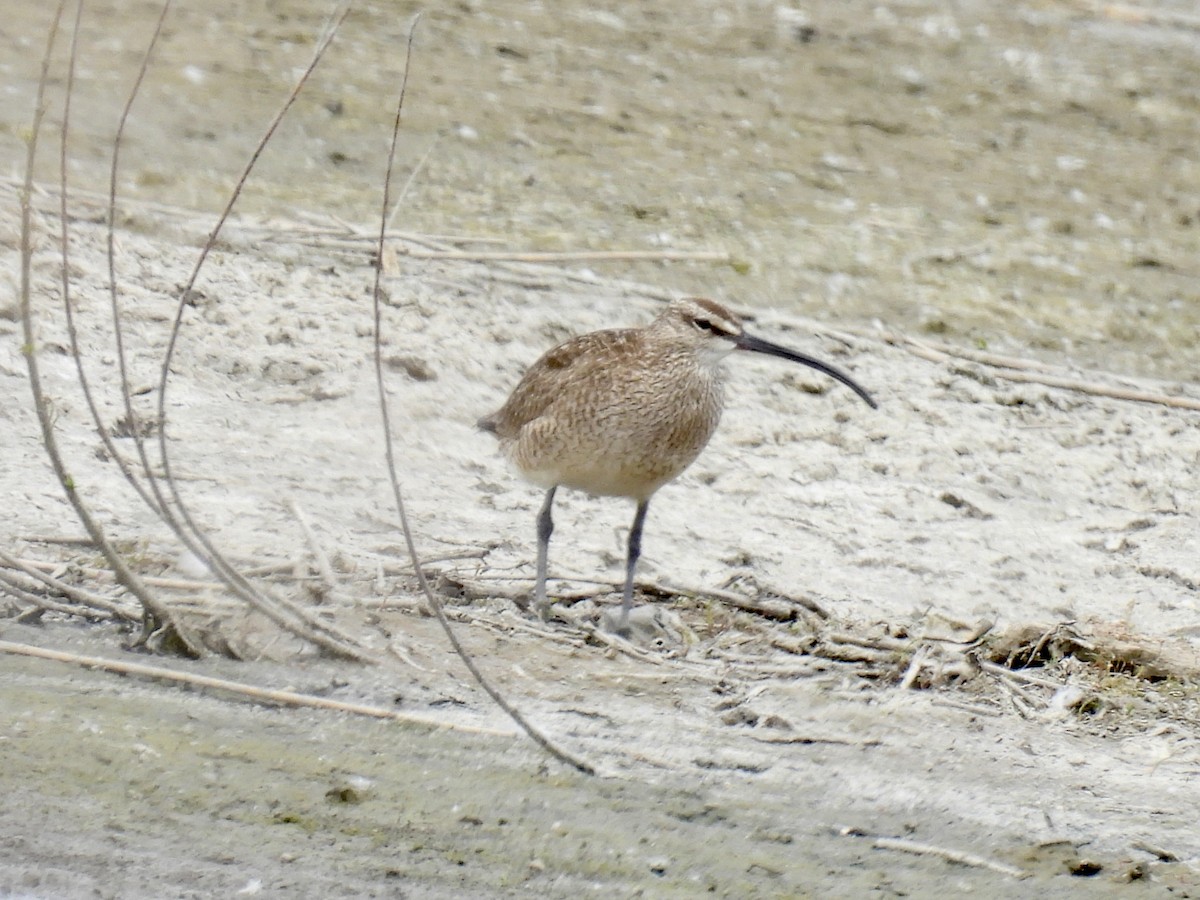 Whimbrel - Bonnie Penet