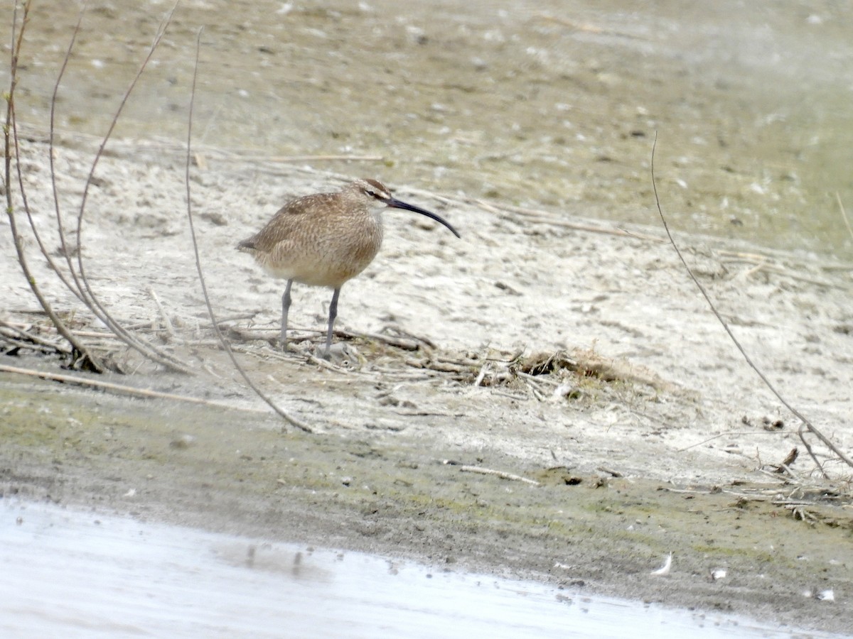 Whimbrel - Bonnie Penet