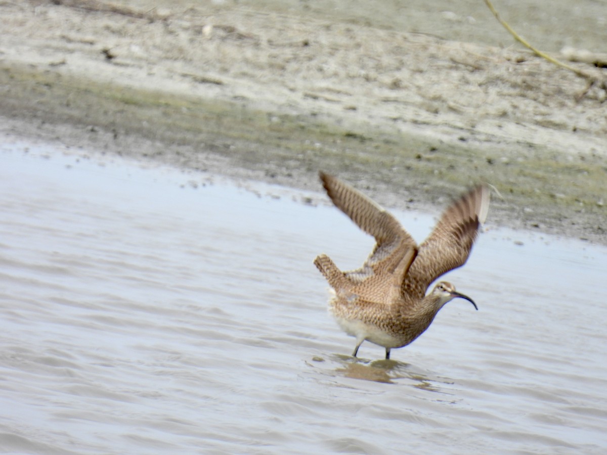 Whimbrel - Bonnie Penet