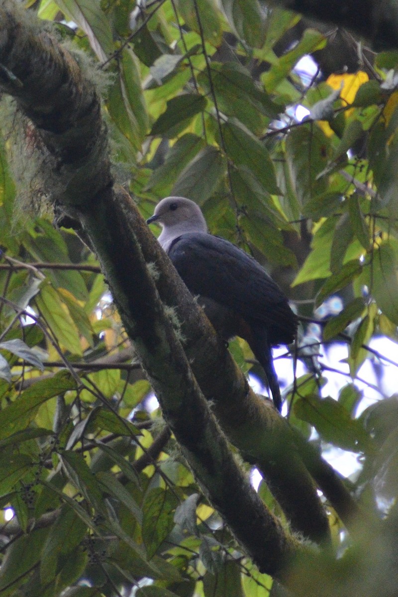 Dark-backed Imperial-Pigeon - Dirk Tomsa