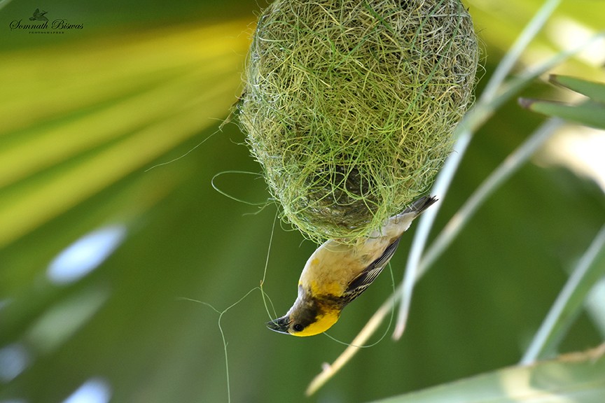 Baya Weaver - Somnath Biswas