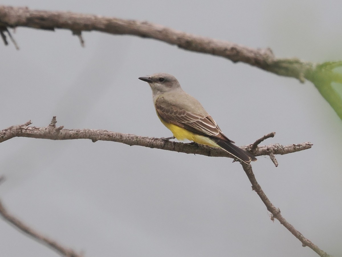 Western Kingbird - ML619665617