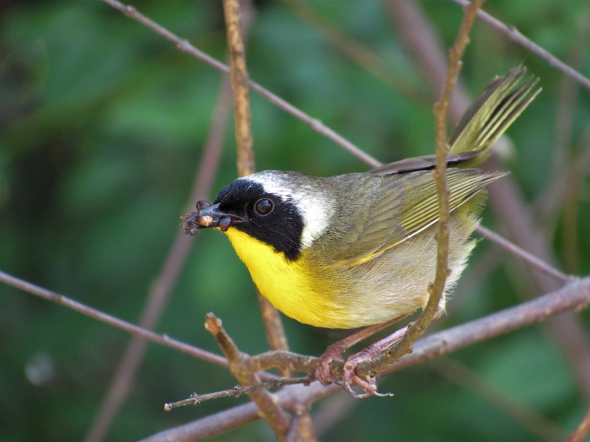 Common Yellowthroat - Timothy Blanchard