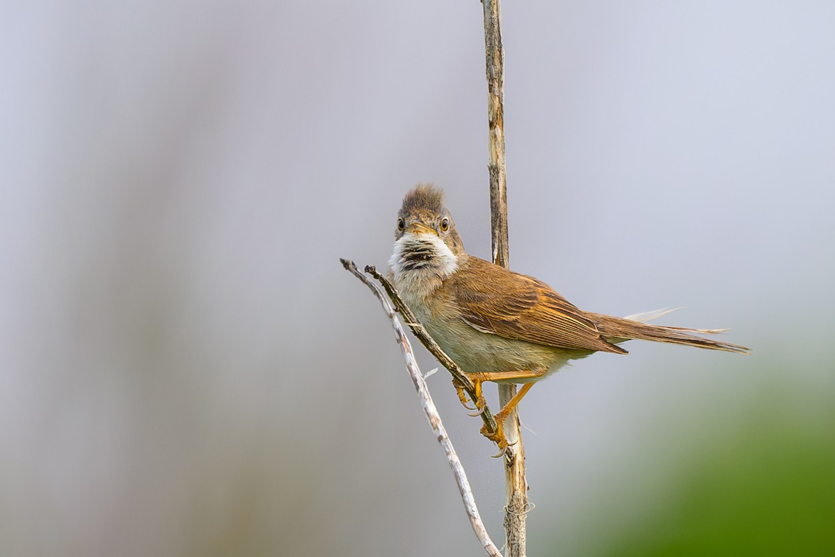 Greater Whitethroat - Sylvain Reyt