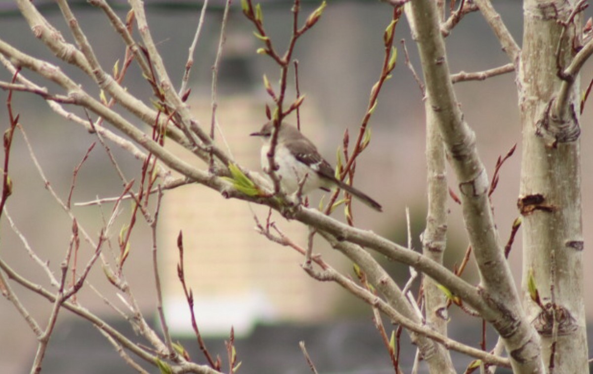 Northern Mockingbird - Simone Richard