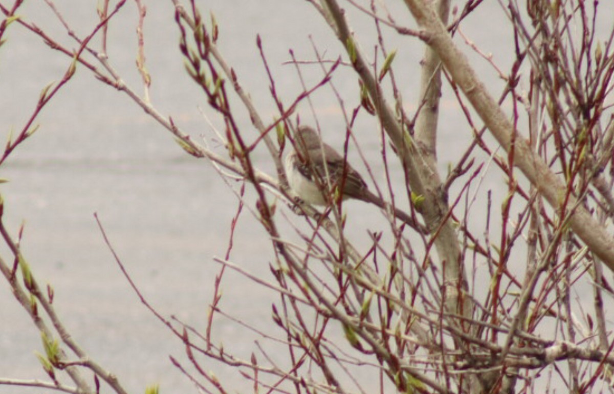 Northern Mockingbird - Simone Richard