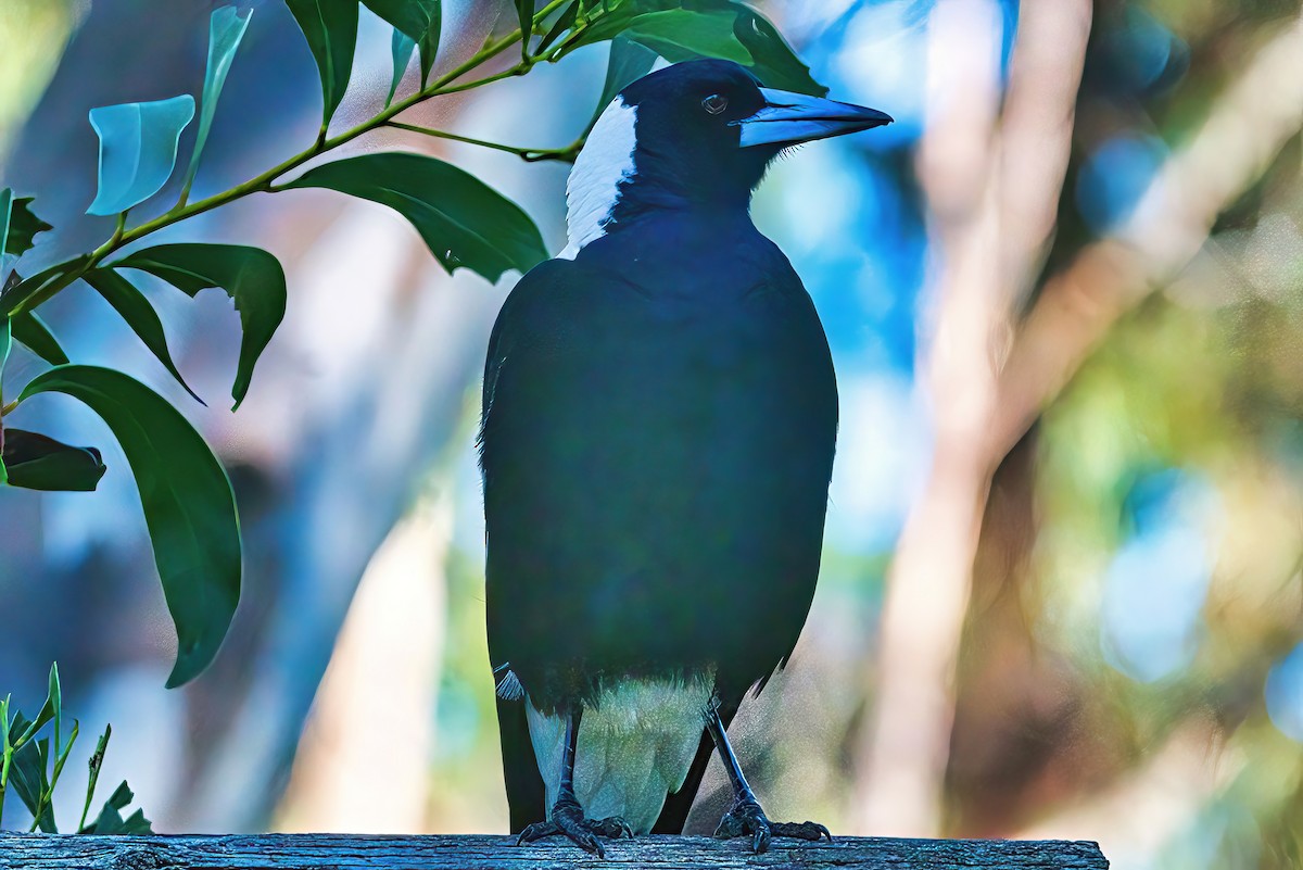 Australian Magpie (White-backed) - Alfons  Lawen