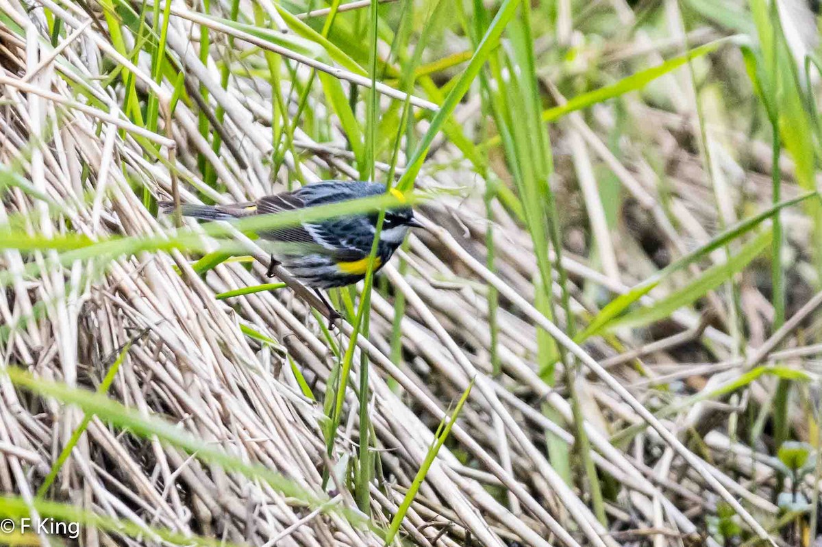 Yellow-rumped Warbler - Frank King