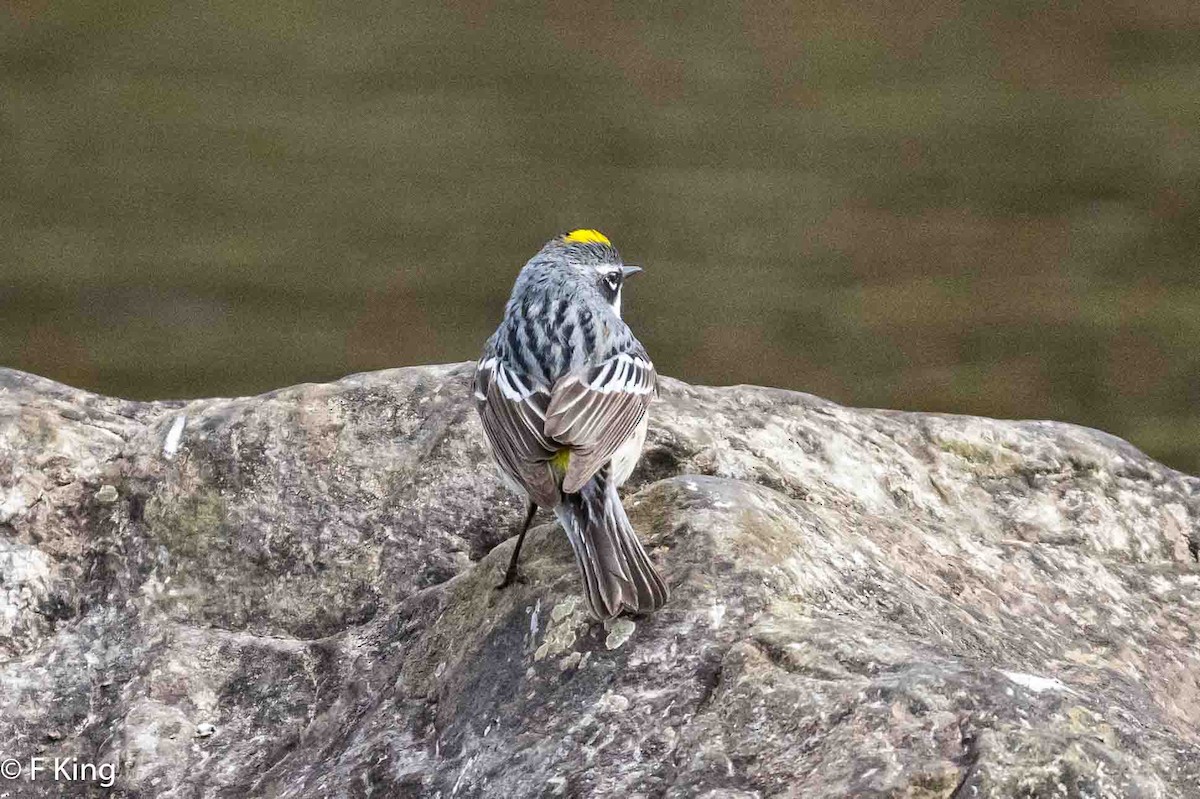 Yellow-rumped Warbler - Frank King