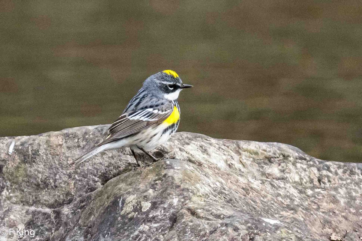 Yellow-rumped Warbler - Frank King