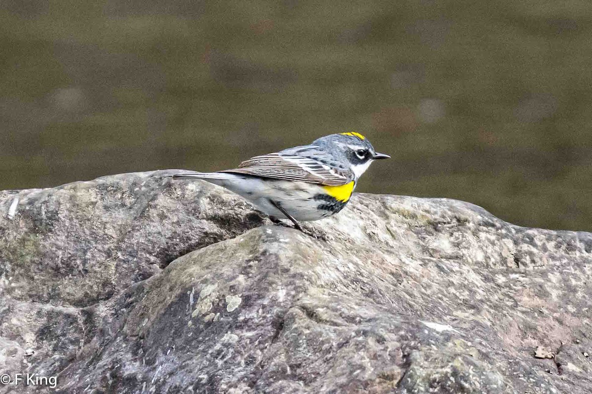 Yellow-rumped Warbler - Frank King