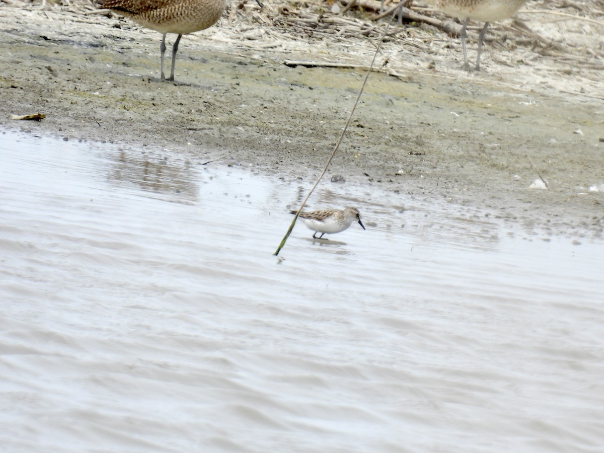 Semipalmated Sandpiper - Bonnie Penet