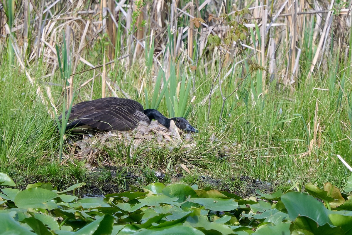 Canada Goose - Robert Scribner