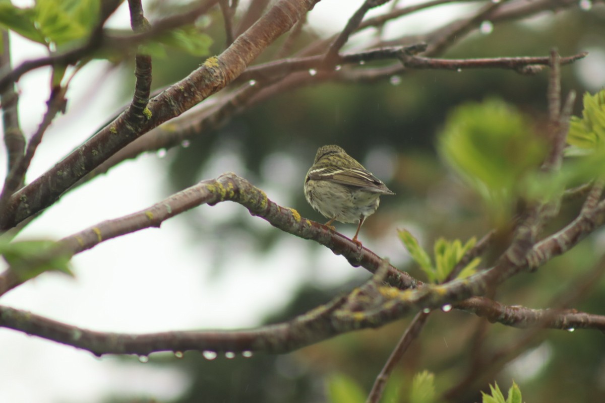 Blackpoll Warbler - Simone Richard