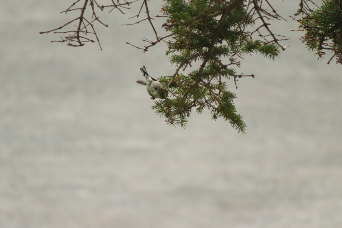 Blackpoll Warbler - Simone Richard