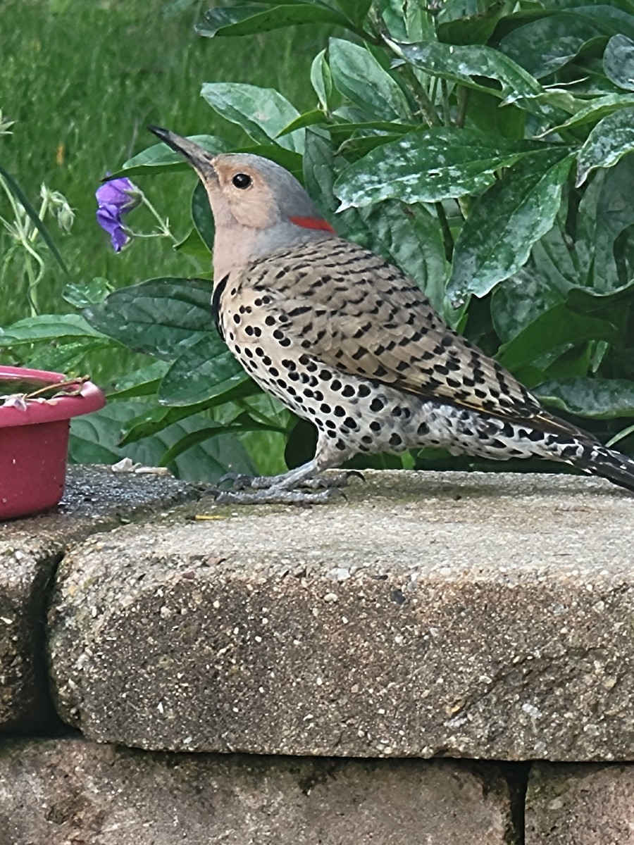 Northern Flicker - Scott Harp