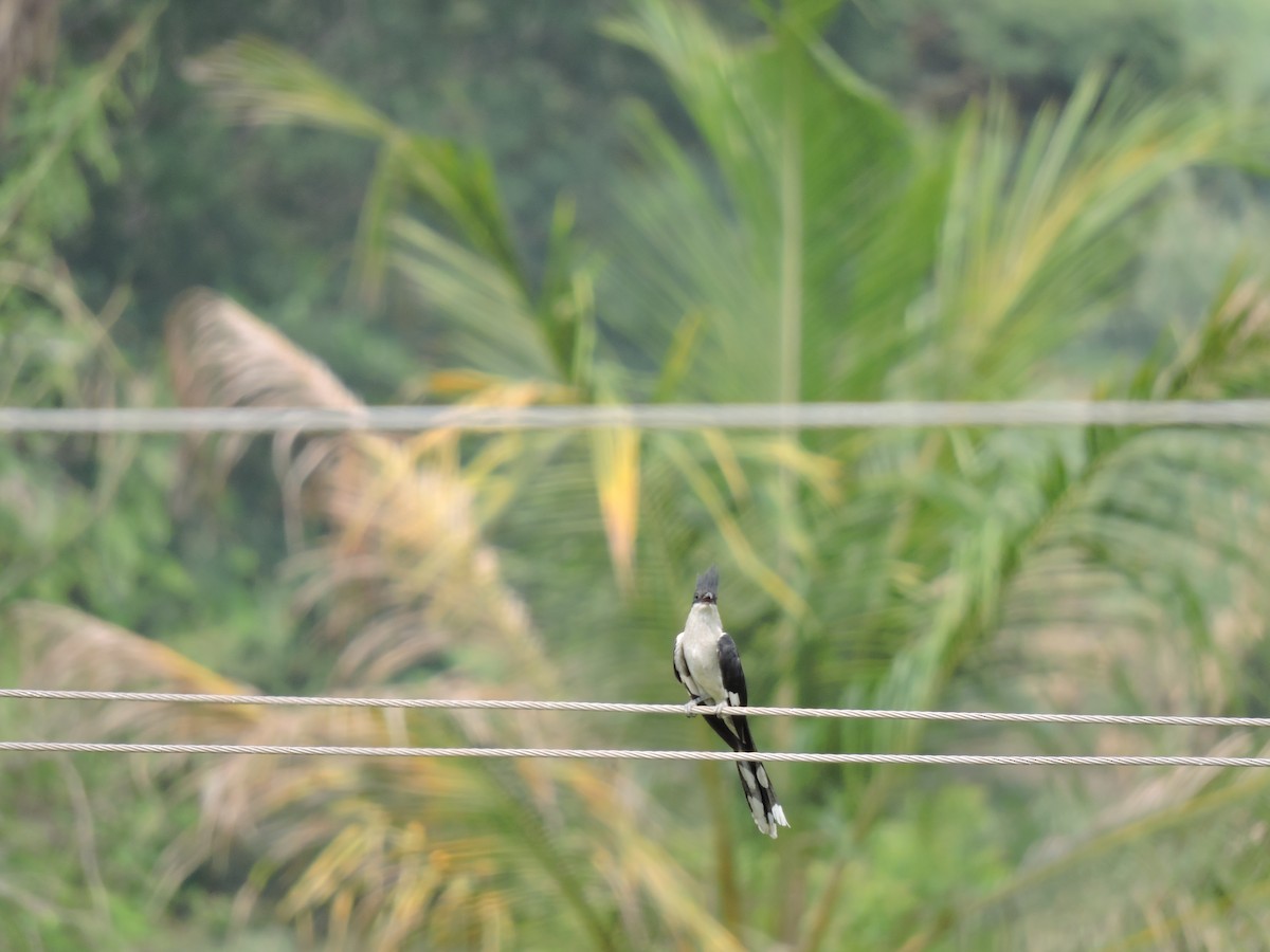 Pied Cuckoo - Suzhal Arivom (Group Account)