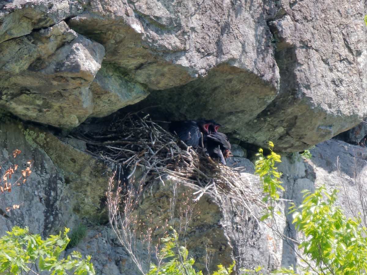 Common Raven - Daniel Schlaepfer