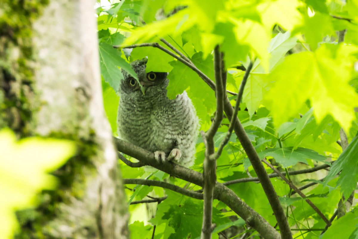 Eastern Screech-Owl - Kees de Mooy