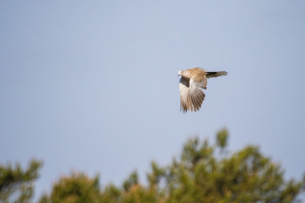 Eurasian Collared-Dove - Alexey Kurochkin