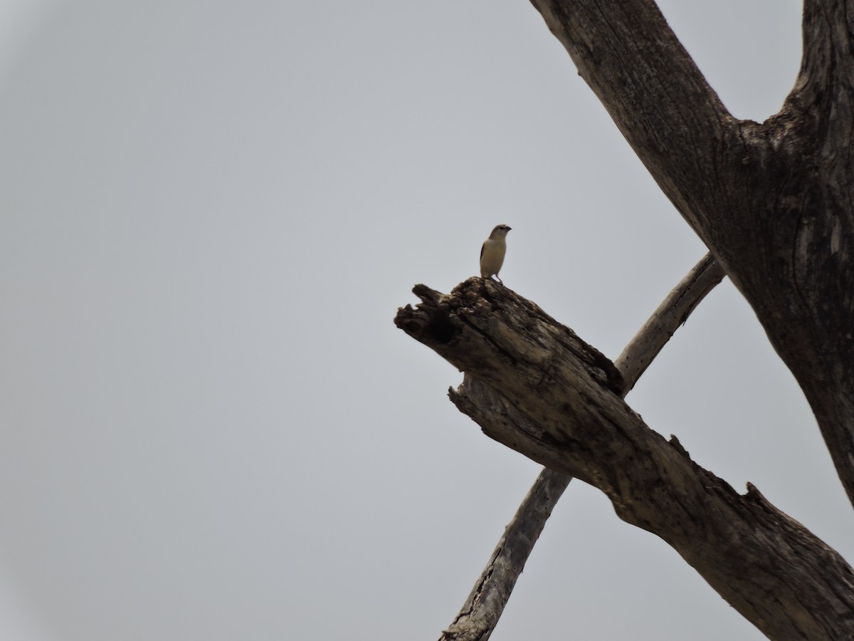 Yellow-throated Sparrow - Suzhal Arivom (Group Account)