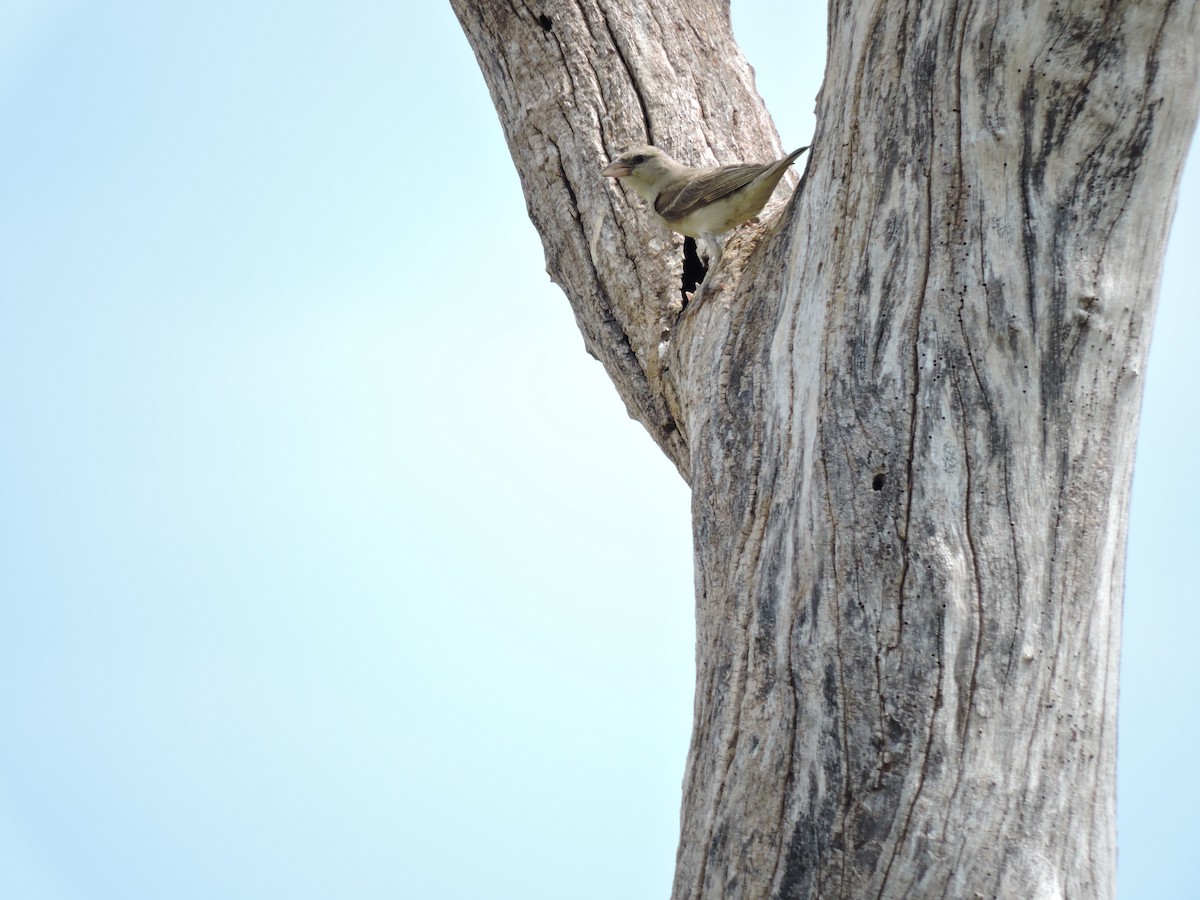 Yellow-throated Sparrow - Suzhal Arivom (Group Account)